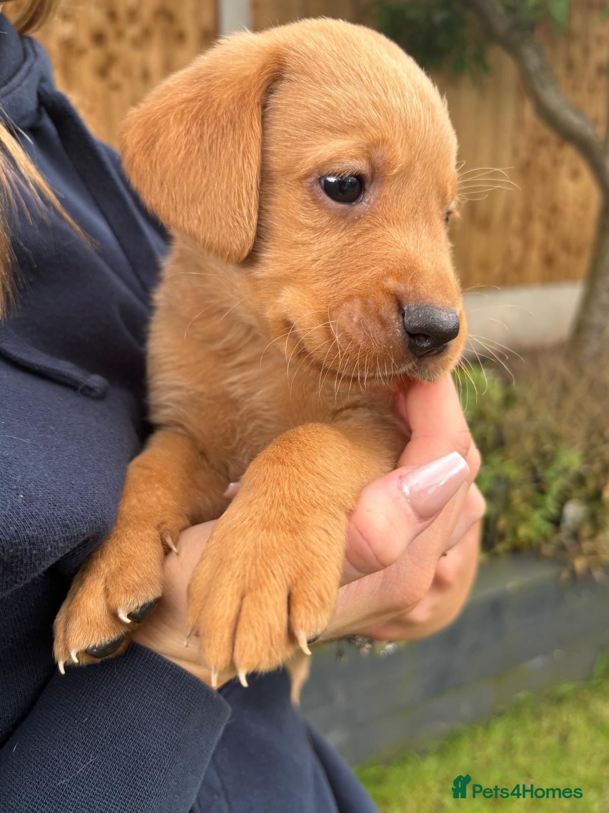 Labrador Retriever dogs Red Labrador puppies  - Advert 4