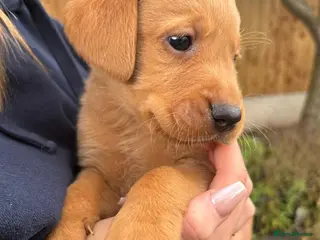Labrador Retriever dogs Red Labrador puppies - Advert 2