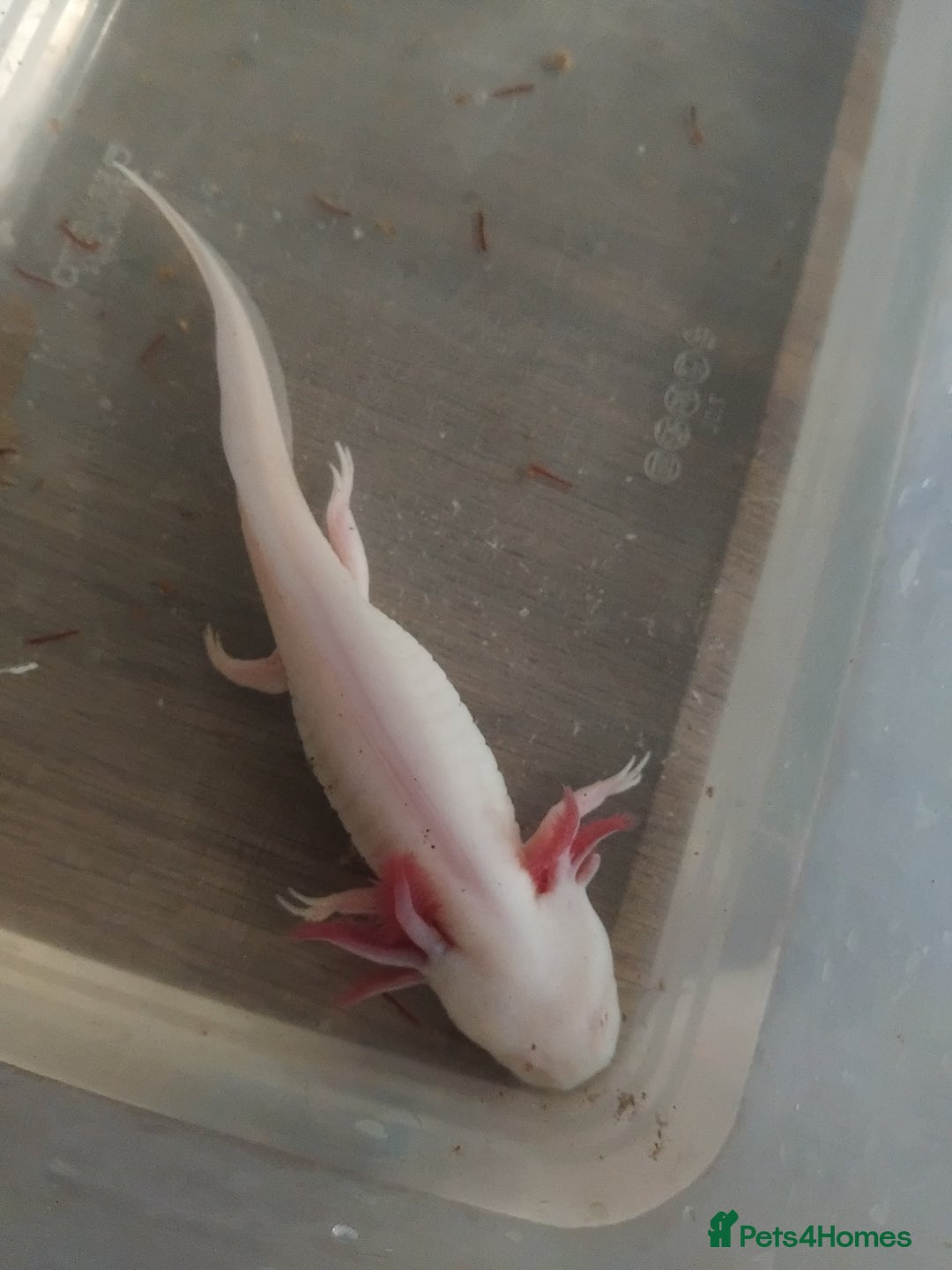 Axolotl reptiles for sale: Female Axolotl - Advert 3