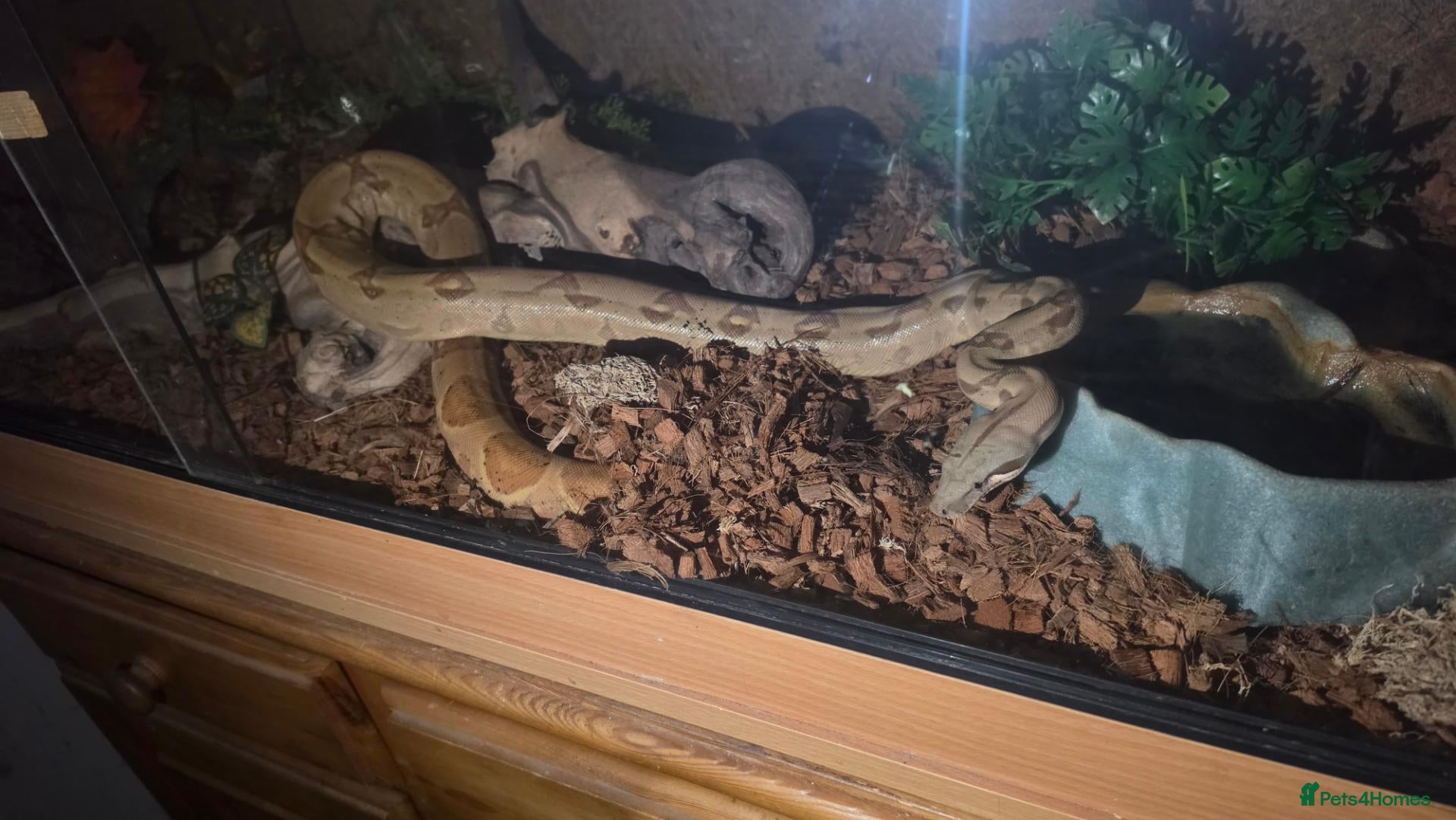 Boa Snake reptiles Red tailed boa - Advert 1