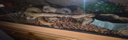 Boa Snake reptiles for sale: Red tailed boa in Great Yarmouth - Advert 1