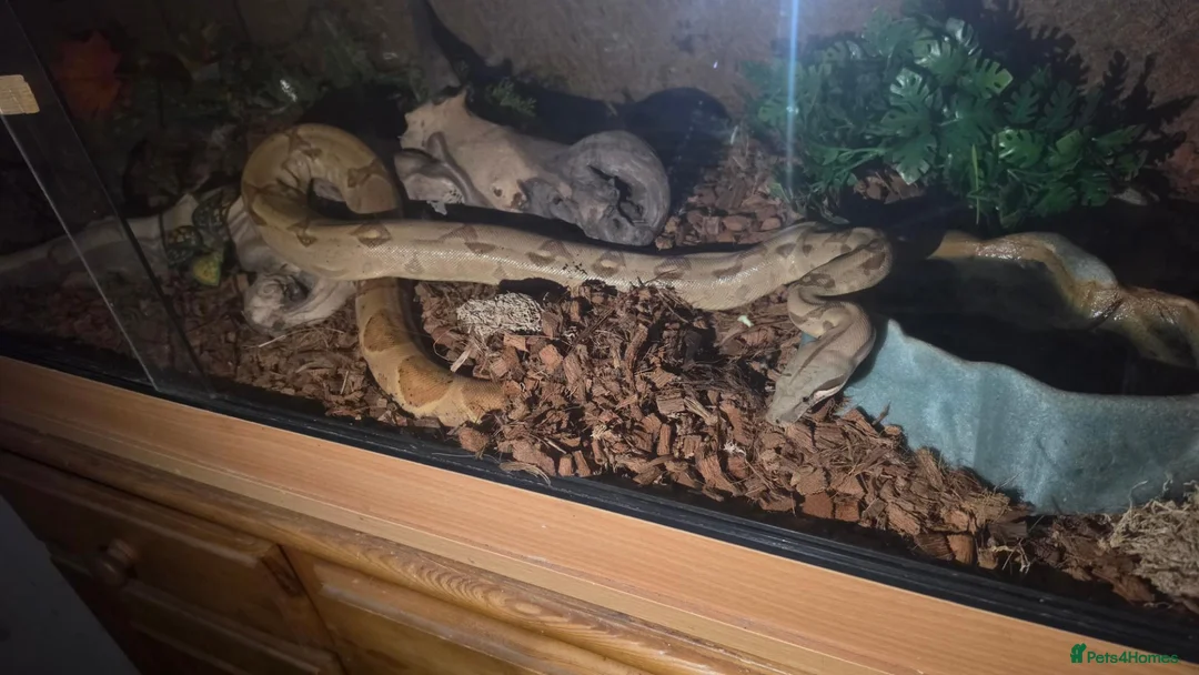 Boa Snake reptiles for sale: Red tailed boa in Great Yarmouth - Advert 1