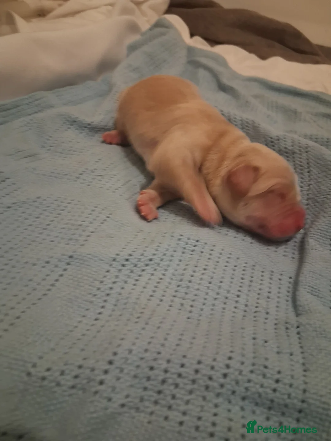 Labrador Retriever dogs for sale: *1 LEFT!* LABRADOR PUPPIES! - Advert 10