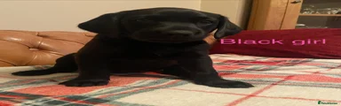 Labrador Retriever 6