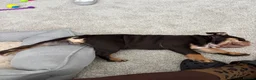 English Bulldog dogs for sale: Chocolate and tan British/english bulldog female - Advert 2