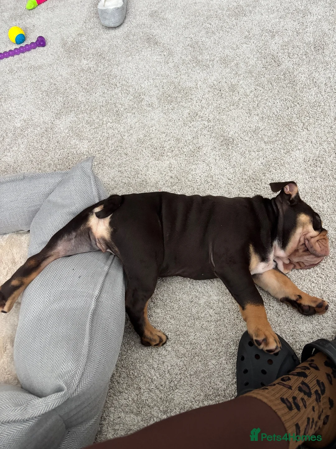 English Bulldog dogs for sale: Chocolate and tan British/english bulldog female - Advert 2