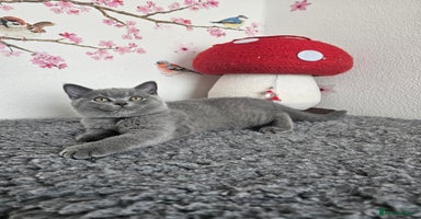 British Shorthair cats - Advert 10