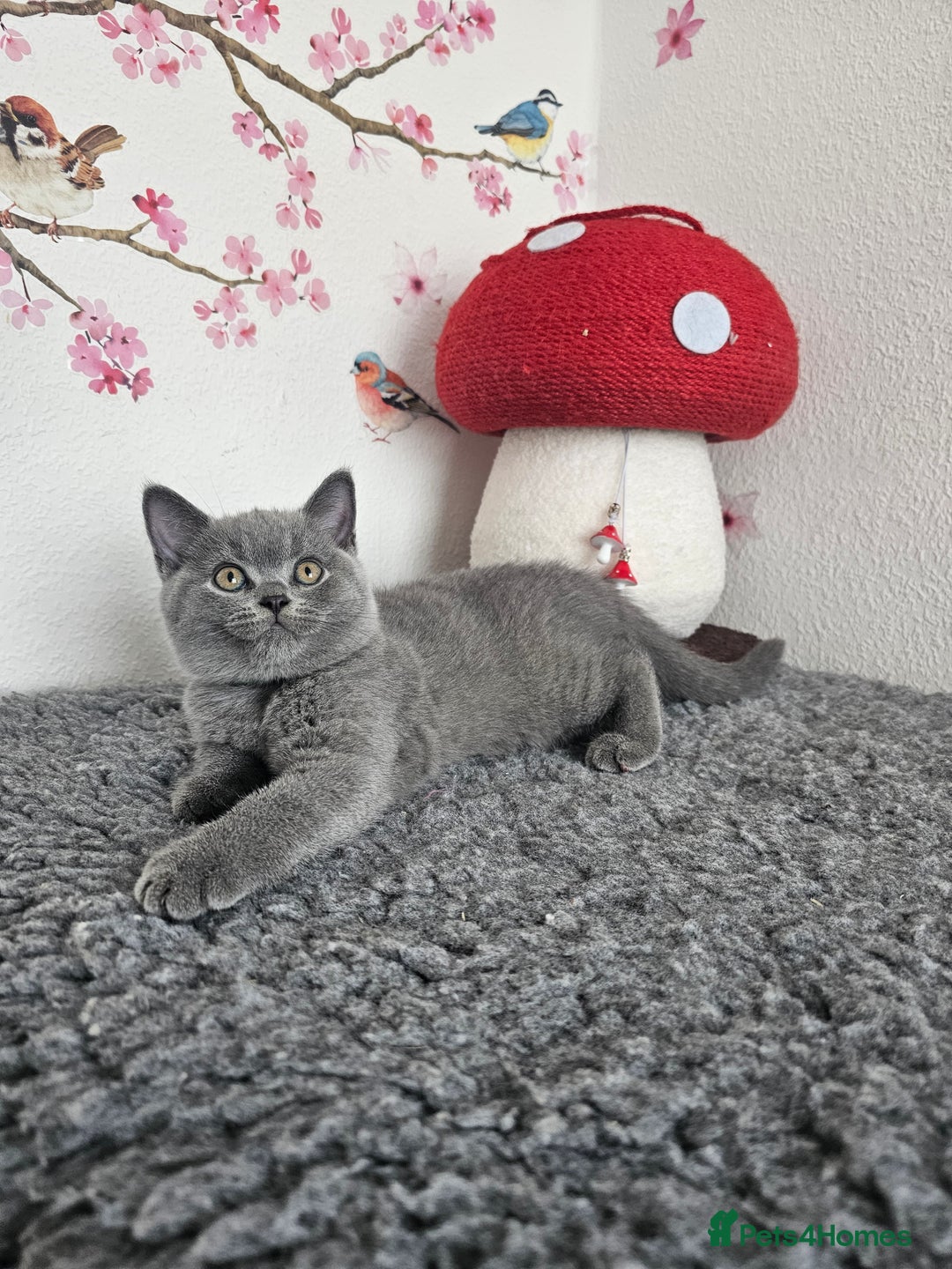 British Shorthair cats for sale: Gccf British Shorthair kittens  - Image 3