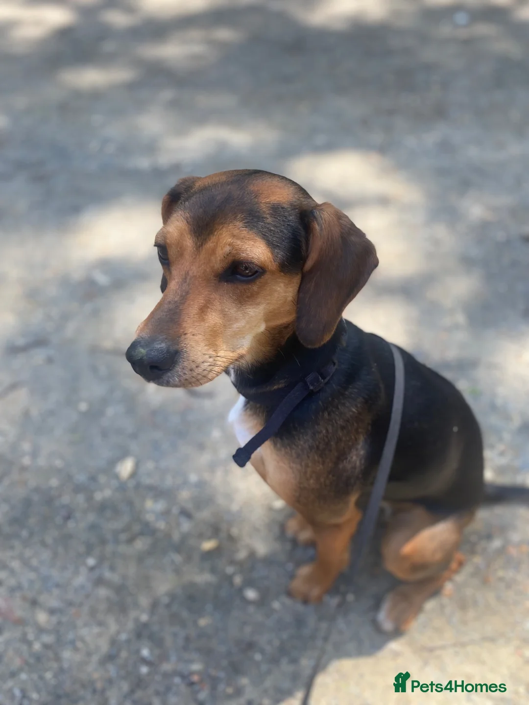 Mixed Breed dogs for sale: Bella  - Advert 2