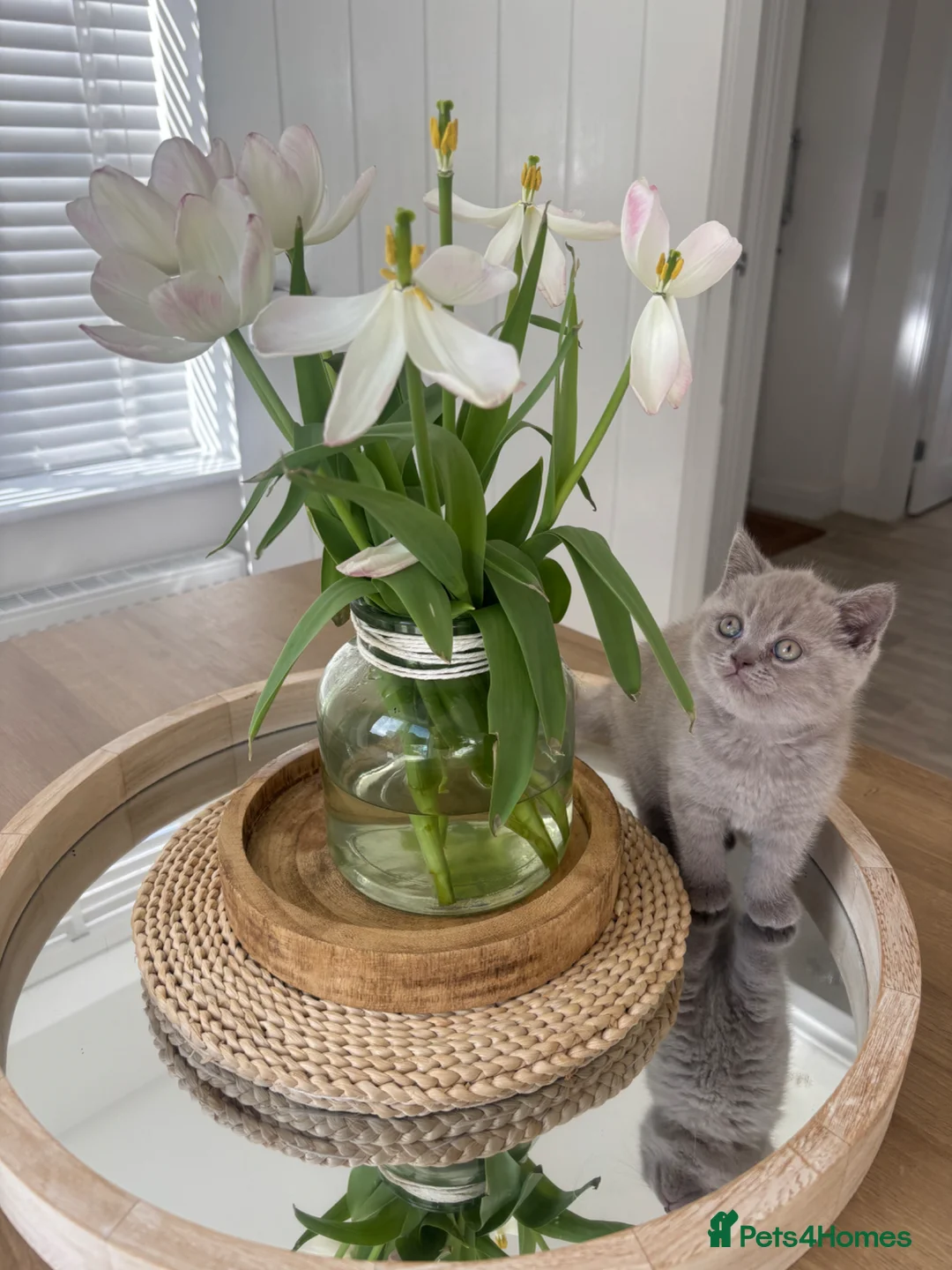 British Shorthair cats for sale: Stunning Lilac BSH GCCF Kittens -1 Available - Advert 2