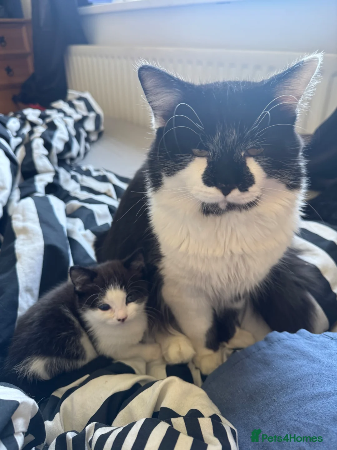 Mixed Breed cats for sale: Half tuxedo and half rag doll kitten  in Rochester - Advert 2