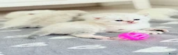 Scottish Fold cats for sale: Four kittens looking for a loving home - Advert 8