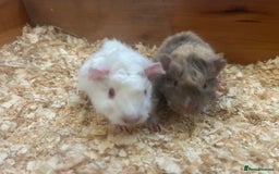 Guinea Pig rodents for sale: Litter of 6 beautiful baby Abyssinian guinea pigs - Image 2