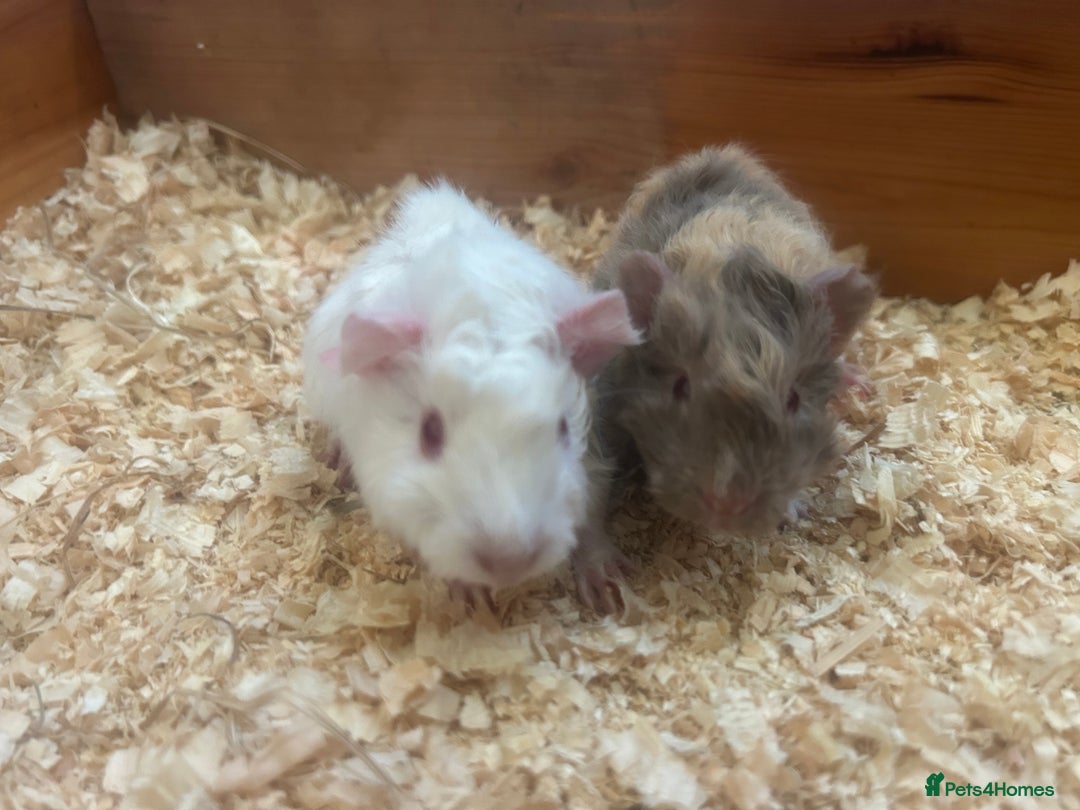Guinea Pig rodents for sale: Litter of 6 beautiful baby Abyssinian guinea pigs - Image 2