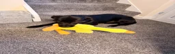 Borador dogs for sale: Borador for rehoming  - Advert 3