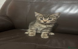 Mixed Breed cats for sale: BEAUTIFUL KITTENS FOR SALE - Image 2
