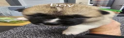Akita dogs for sale: Kc regestered American akita pups  in Alness - Advert 11
