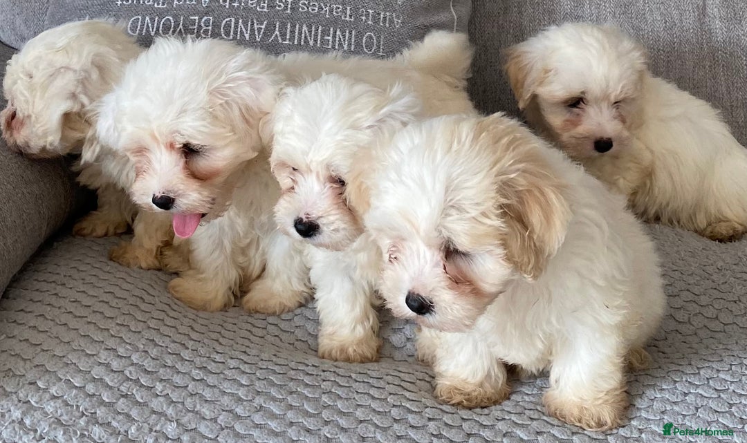 Maltipoo dogs for sale: Beautiful Maltipoo Puppies *Ready to leave* - Image 2