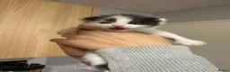 Mixed Breed cats for sale: Black and white kittens in Chatham - Advert 5