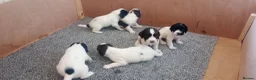 English Springer Spaniel dogs for sale: English springer spaniel pups  - Advert 30