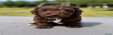 Jackapoo 3