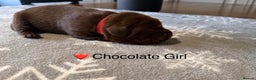 Labrador Retriever dogs for sale: Stunning Chocolate and Black Labrador pups - Advert 5