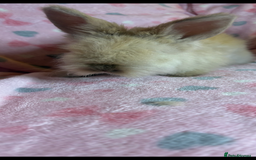 Angora rabbits for sale: Gorgeous fluffy little angora baby bunnies - Image 12