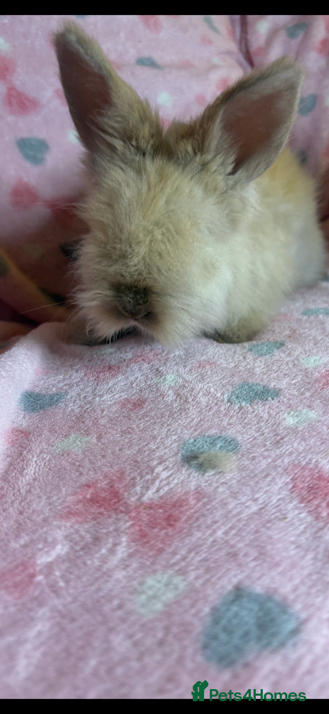 Angora rabbits for sale: Gorgeous fluffy little angora baby bunnies - Image 12
