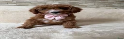Australian Labradoodle dogs for sale: 🐶LAST 1 AVAILABLE FULL VACCINATION🐶 - Advert 18