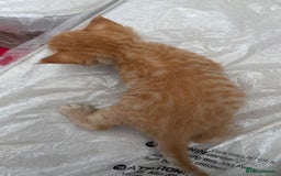 Devon Rex cats for sale: Adorable first generation permitted outcross - Image 4