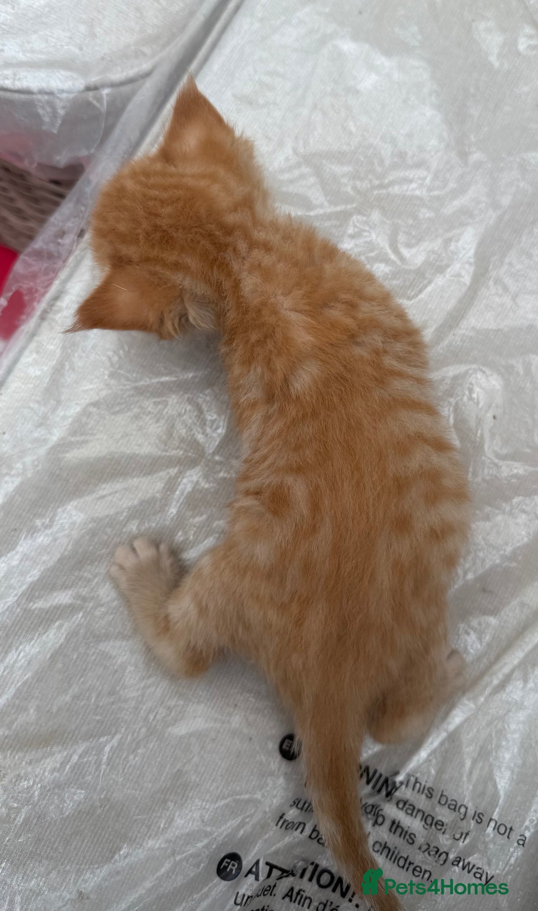 Devon Rex cats for sale: Adorable first generation permitted outcross - Image 4