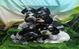 Cocker Spaniel dogs for sale: Show Type blue/Tri/chocolate Roan Cocker Spaniels  - Image 1