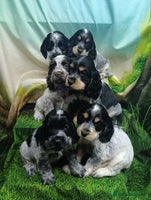 Cocker Spaniel dogs - Advert 4