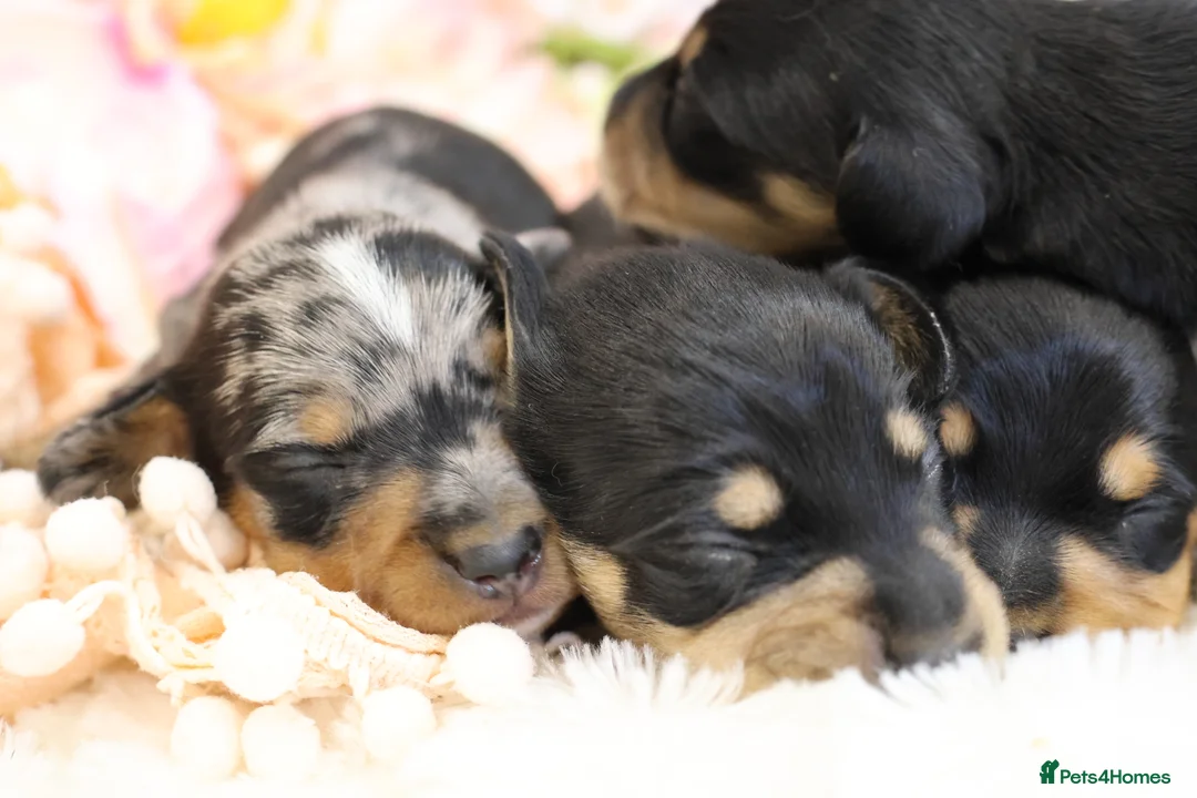 Miniature Dachshund dogs for sale: KC Miniature Dachshund Puppies - Advert 6