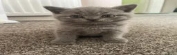 British Shorthair cats for sale: 🐾 GCCF REGISTERED BRITISH SHORTHAIR KITTENS 🐾 - Advert 3