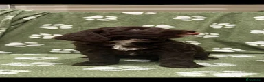 Sproodle Puppy 5