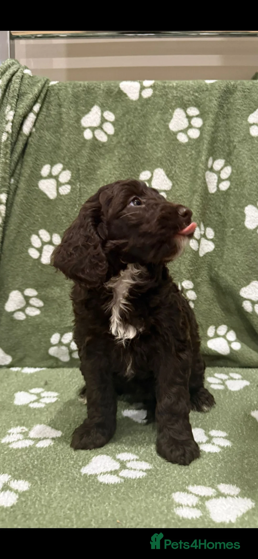 Sproodle dogs for sale: Stunning Sproodle Pups  - Advert 24