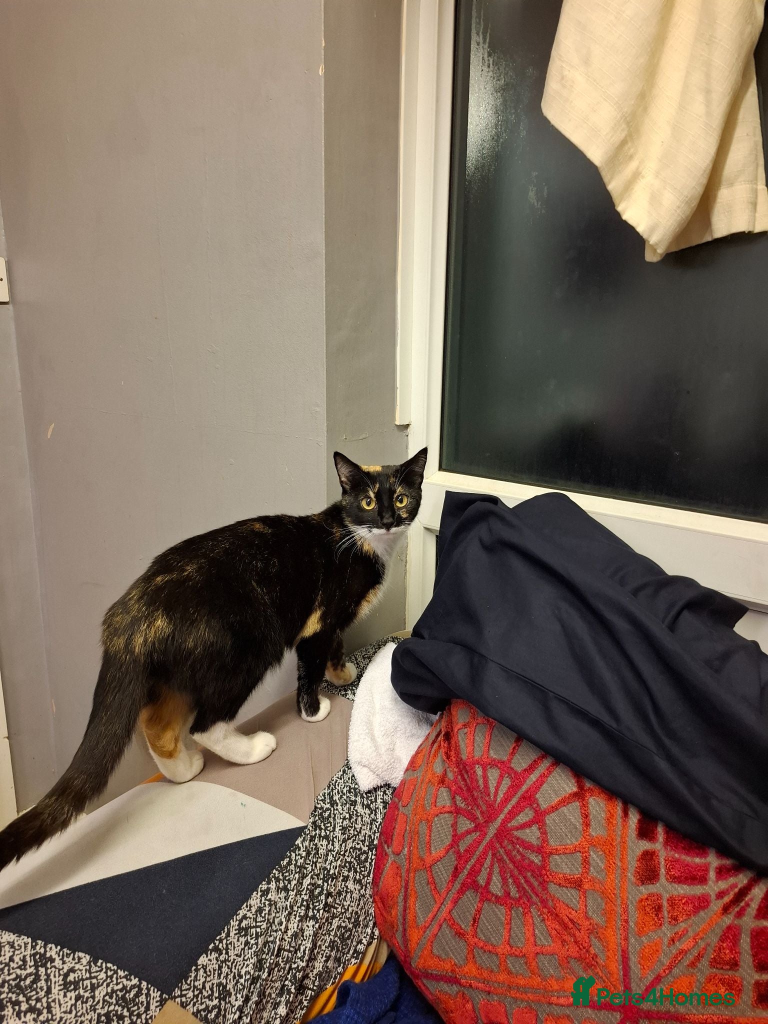 Domestic Shorthair cats Cat rehoming - Advert 7