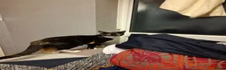 Domestic Shorthair cats for sale: Cat rehoming in Birmingham - Advert 1