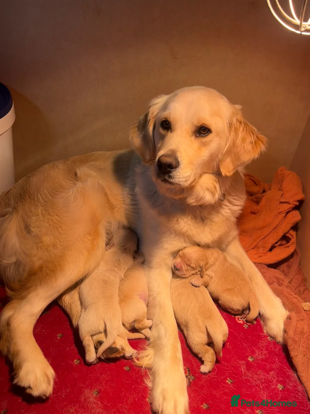Golden Retriever dogs for sale: Golden retriever puppies  - Advert 2