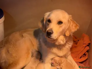 Golden Retriever dogs Golden retriever puppies - Advert 7