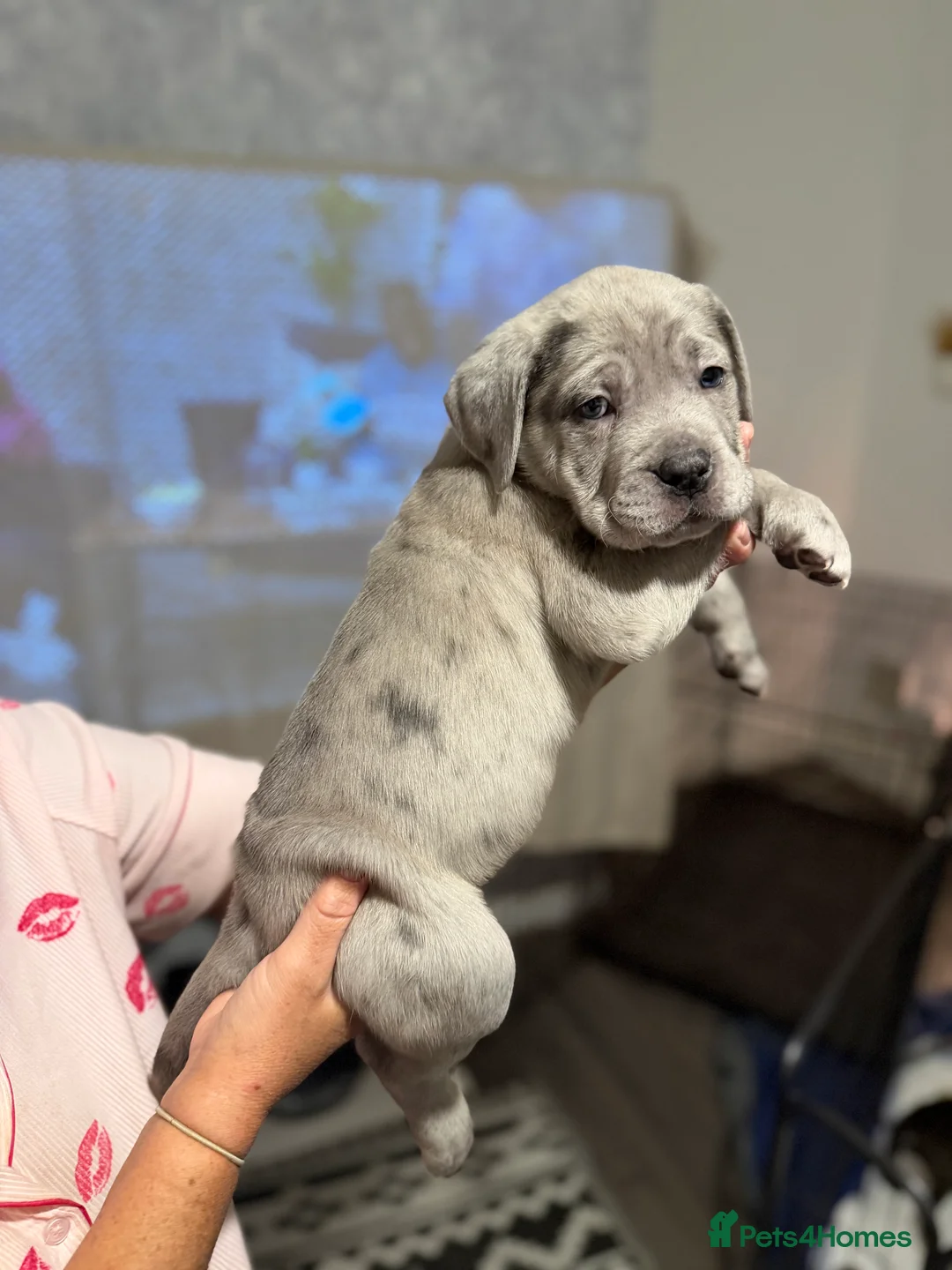 Cane Corso dogs for sale: CANE CORSO PUPS READY TO LEAVE £1000 - Advert 1