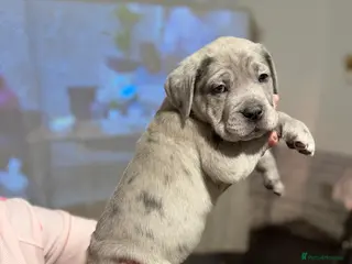 Cane Corso dogs CANE CORSO PUPS READY TO LEAVE £1500 - Advert 6