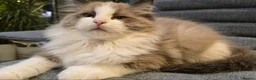Ragdoll cats for sale: Rare European Long-Haired Ragdoll Kittens - Advert 12
