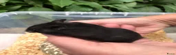 Hamster rodents for sale: Beautiful friendly baby Syrian hamsters  - Advert 3