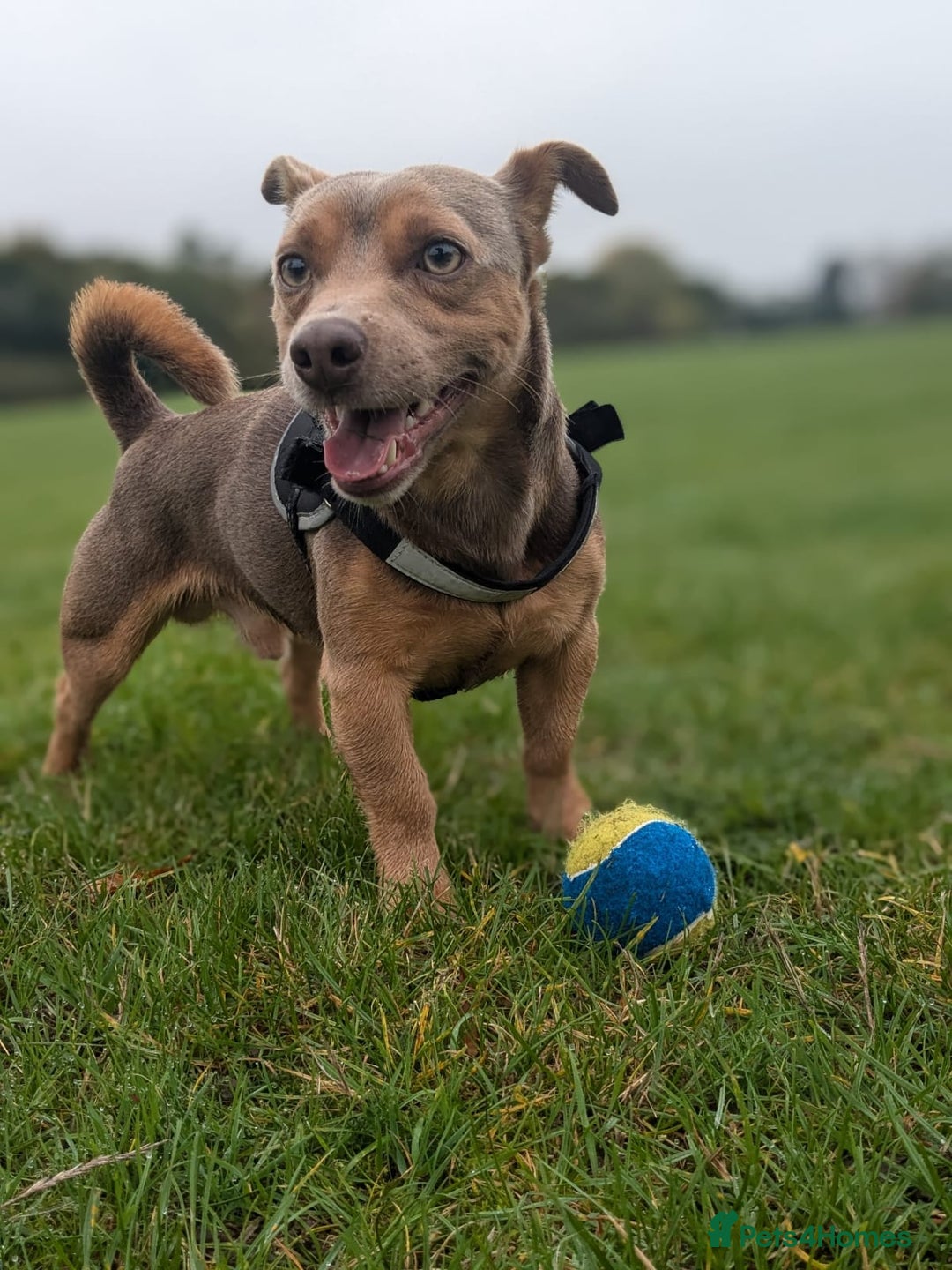 Jack Russell dogs for stud: For Stud Jack Russell (Short Legged) in Slough - Image 6