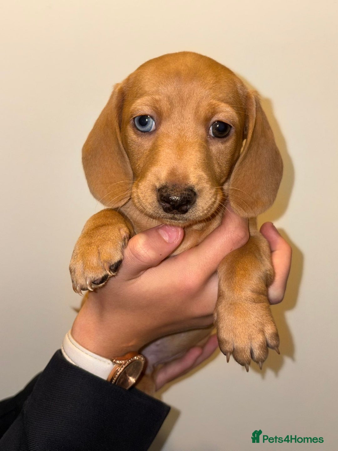 Dachshund dogs for sale: Beautiful Dashaund puppies  - Advert 16