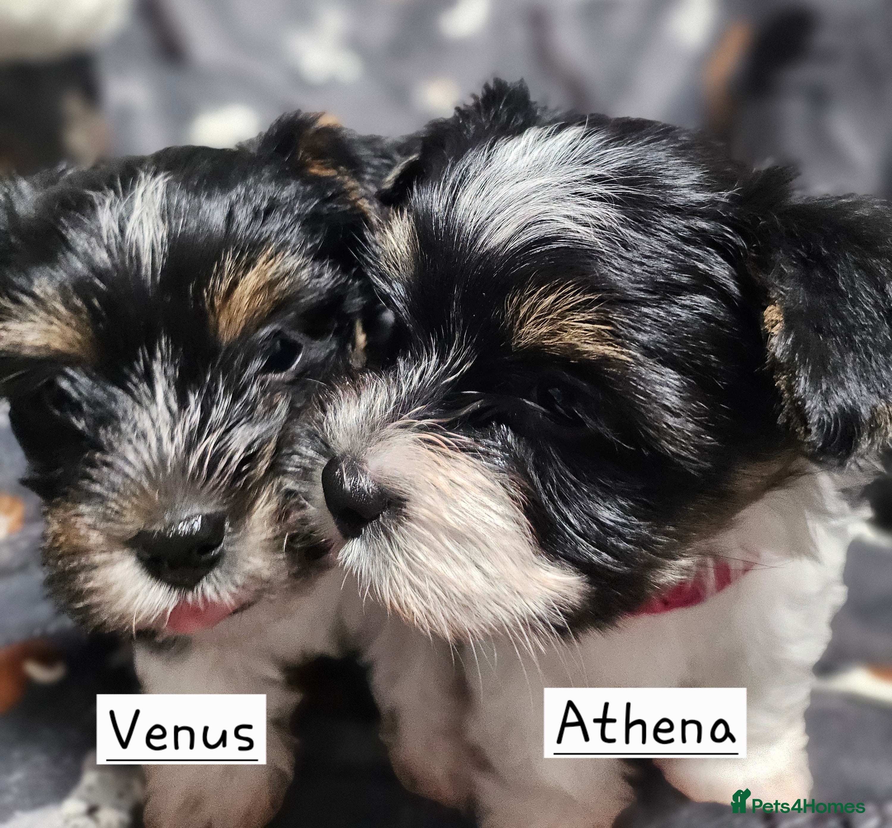 Biewer Terrier dogs Yorkie / Biewer Tri Coloured Puppies - Advert 3