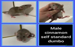 Rat rodents for sale: Adorable Dumbo Baby Rats ❤️ - Image 11