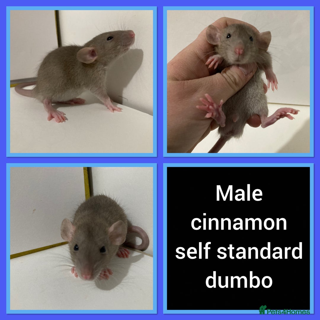 Rat rodents for sale: Adorable Dumbo Baby Rats ❤️ - Image 11
